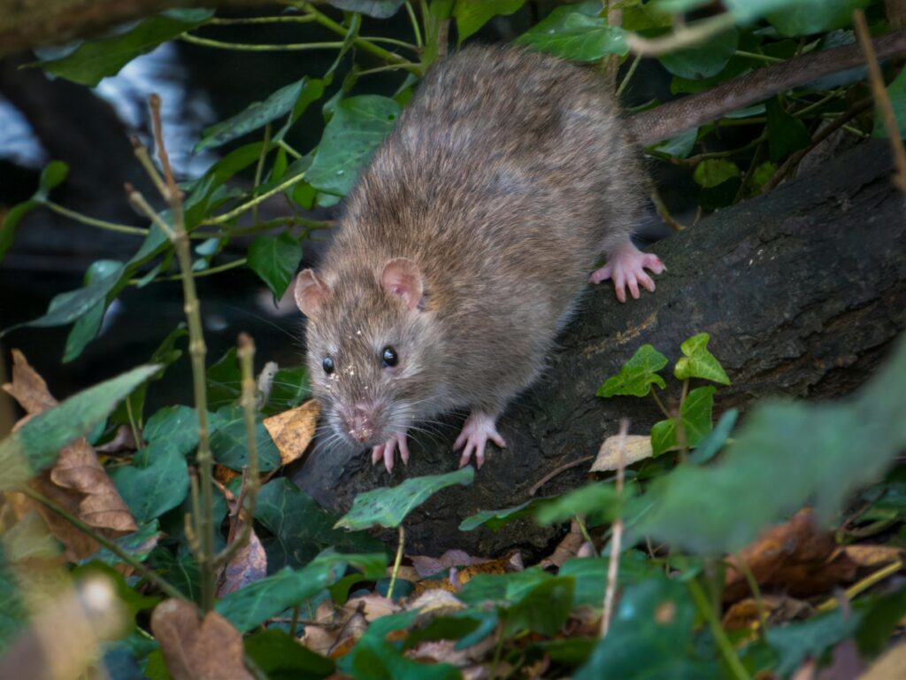 Close-up of a brown rat in a forest setting, surrounded by foliage and leaves.